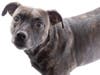 LifeLine Animal Project