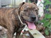 Gigi is a brindle bundle of fun and Diamond has a smile that lights up the room.  Meet them today at the Fulton County Animal Services shelter!