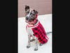 Oreo looking extra handsome in a festive plaid sweater!
