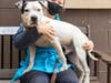 Lap dog, Preston, knows how to put on the charm!