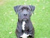 Genie will grant you 3 wishes - as long as one of them is to bring her home!