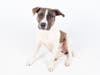 Felix is ready to be your best friend!