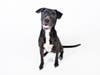 Sweet Billie can't wait to meet you!
