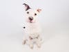 Charmer is sure to steal your heart!