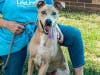 Jello Pop is looking for a place to call home!