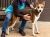 Josie's got her eyes (and ears!) on finding a home.