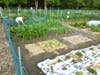 Medfield Community Garden