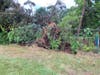 Uprooted Spruce Tree