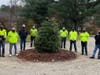Newly Planted Canadian Hemlock Tree at Vine Lake Cemetery