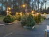 Lions TREE LOT 