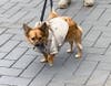 Blessing this little dog