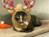 Audrey Reindeer