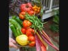 Cornucopia of vegetables