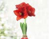 Amaryllis Bulbs