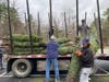 Lacrosse Team unloading trees