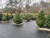 Medfield Lions Christmas Trees