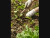 Medfield Community Garden