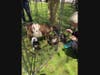 Baby goats at First Parish Universalist 