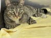 Searching for the owner of this cat.