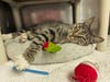 Ken (this might be his name) is residing at the Medfield Animal Shelter hoping to be reunited with owner.