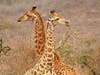 "Giraffe Twins"  