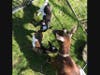 Friendly goats who are busy cleaning up and greening our planet 