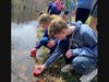Students have raised 450 to 500 trout in the classroom since December, and released them into the Charles River on April 8th.