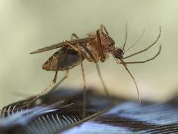 EEE virus detected in mosquitoes collected from Medfield