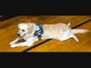 Honey the MHS Service Dog