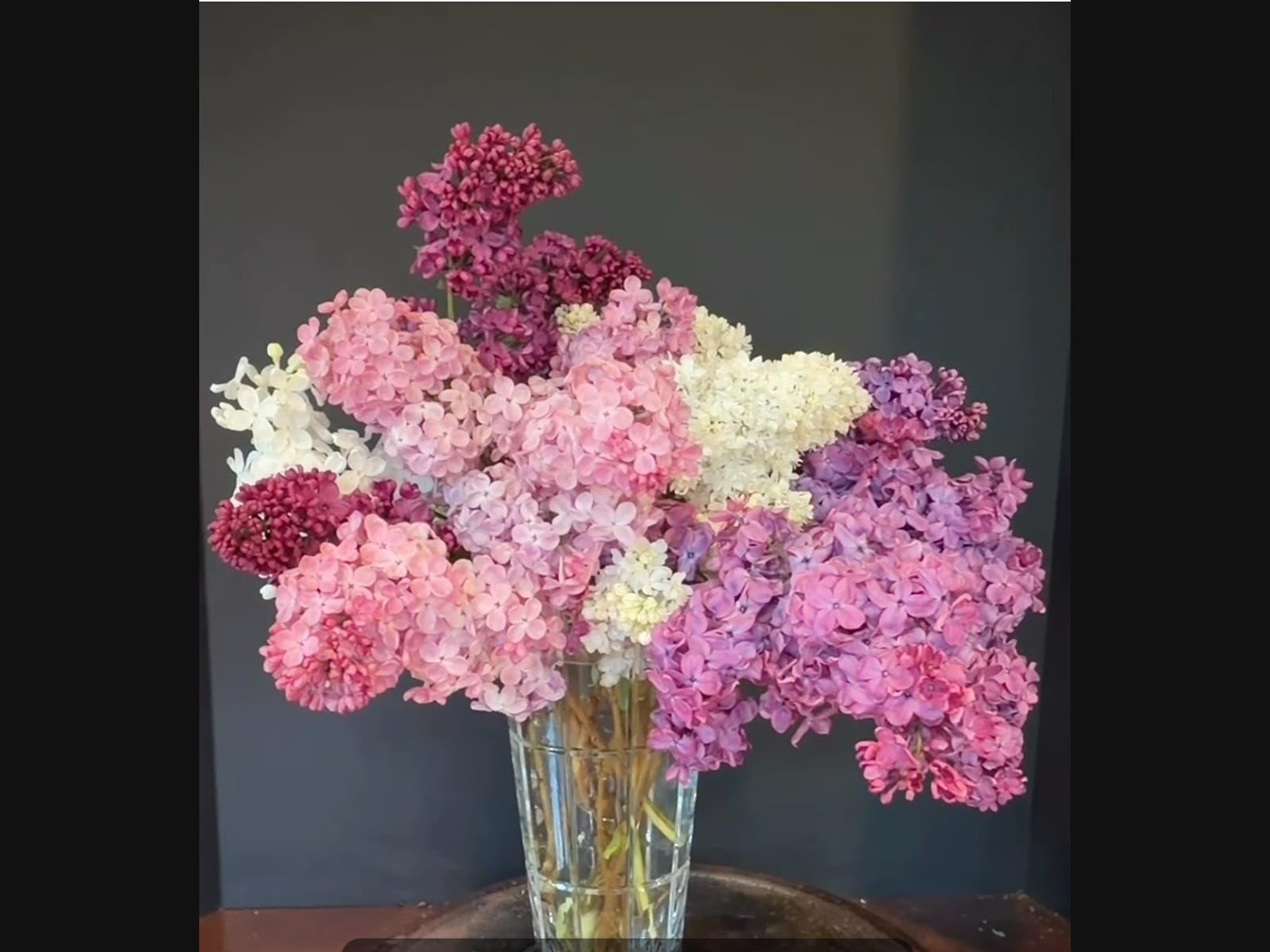 Lilacs