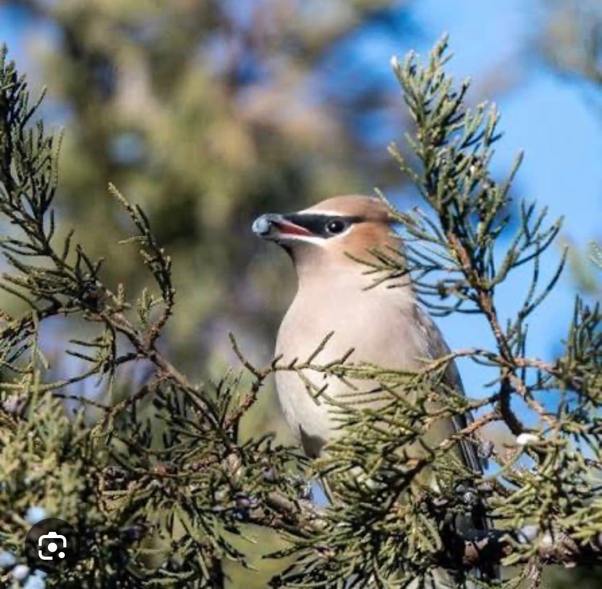 Medfield Garden Center presents "Attracting Songbirds to your Yard"