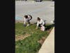 Two RA students cleaning up the campus grounds.
