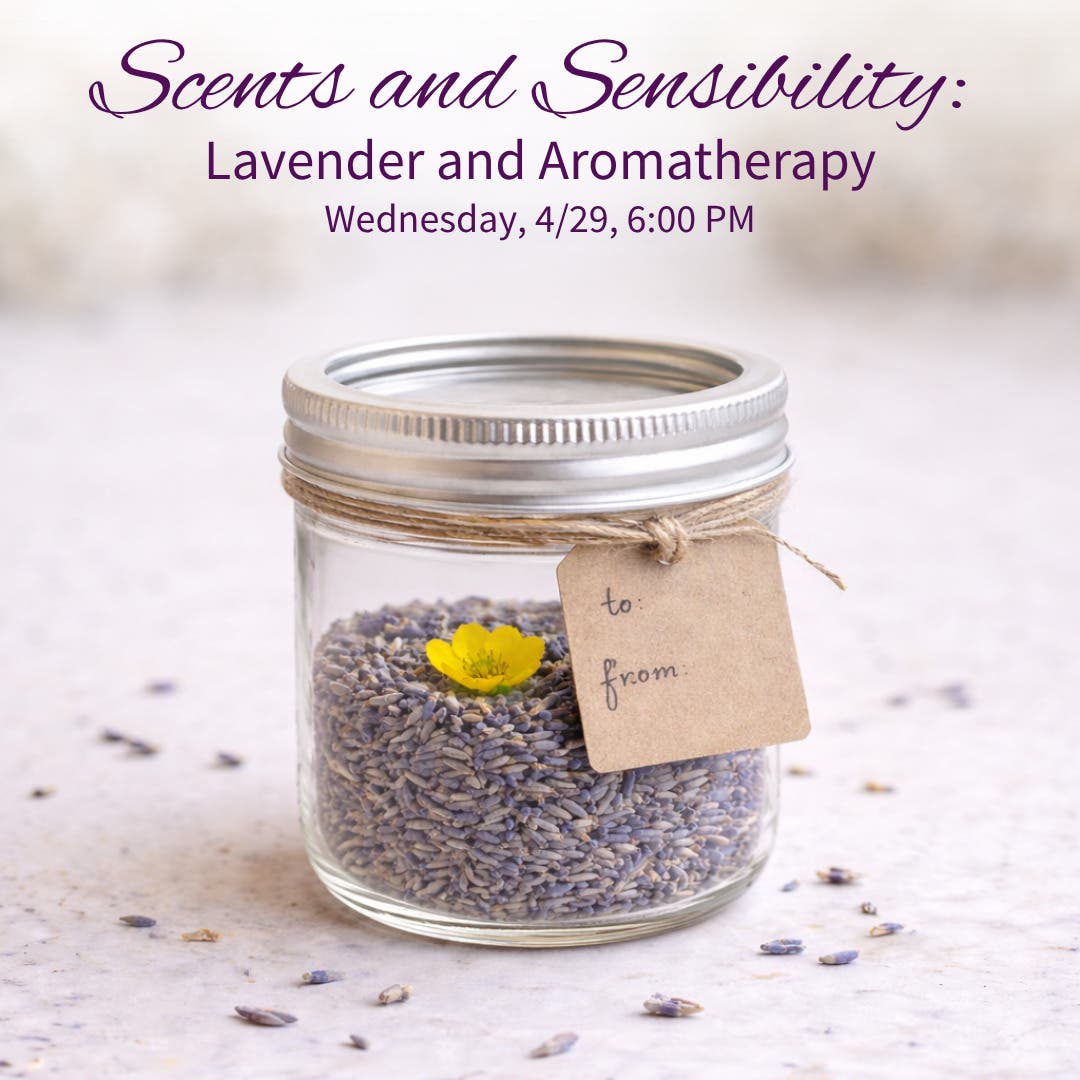 Scents and Sensibility Lavender and Aromatherapy