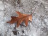 Autumn surrenders.