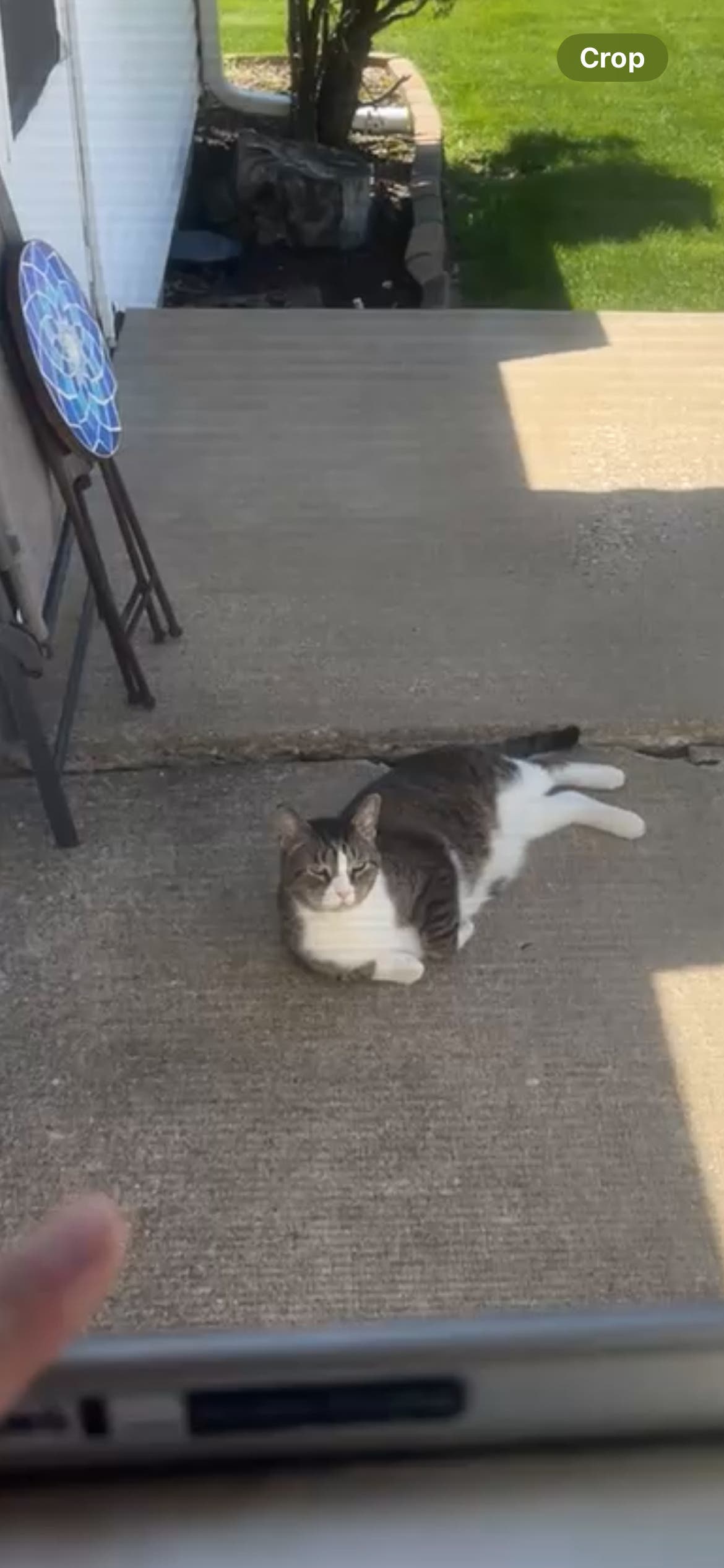 Does This Cat Belong To Anyone?????