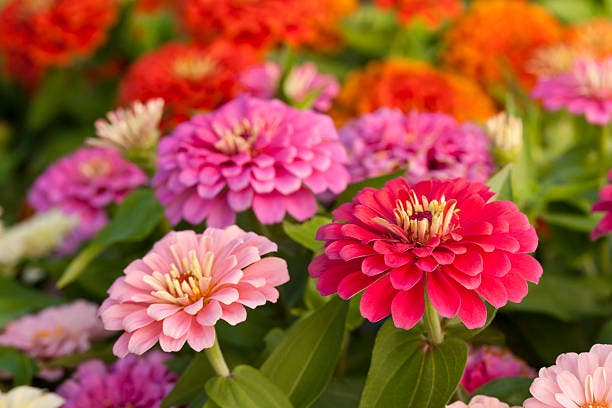 Sprint Plant Sale - final day