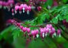 Bleeding Hearts-Deer Resistant