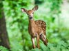 Our friend, the deer!