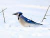 Blue Jay