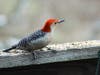 Woodpecker