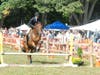 Horse Show Rider jumping Obstacle