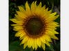 REMOTE LEARNING: Mastering Composition: Beyond the Rule of Thirds