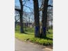 Large trees were festooned with colorful ribbons on the King-Bruwaert campus.