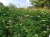 The new Pollinator Garden attracts a variety of insects and birds.