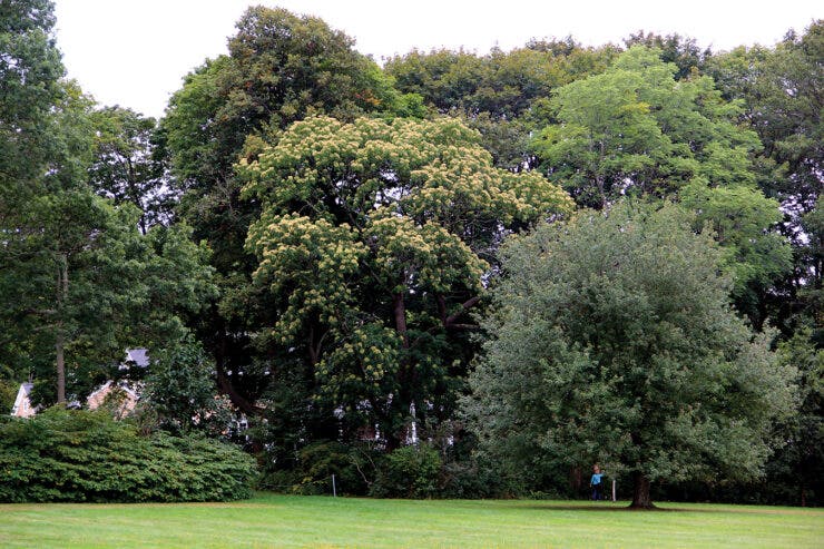 Uncommon Trees and Shrubs of Blithewold