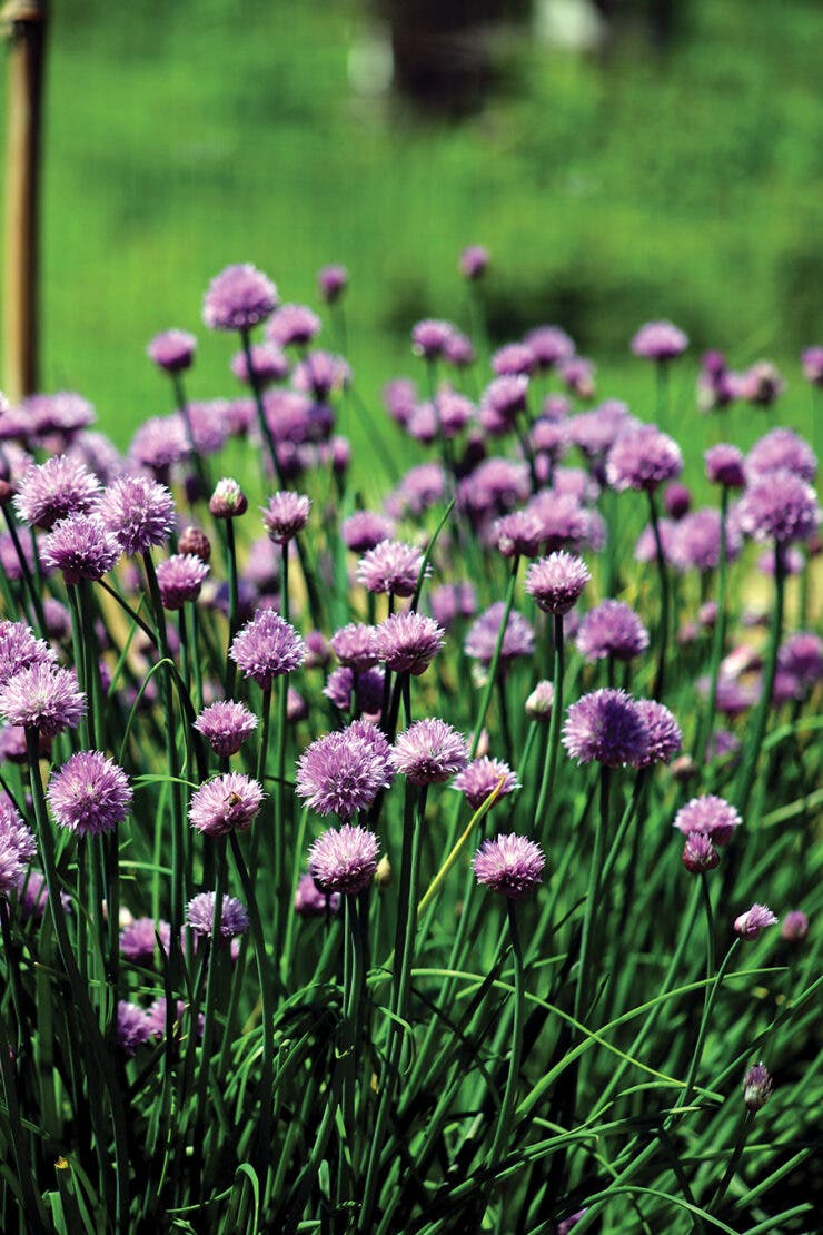 Behind the Scenes Tour: Vegetable Garden with Becca Christ