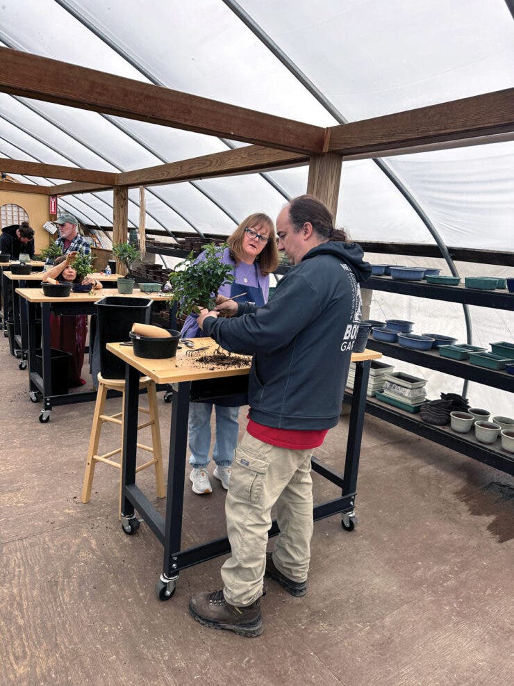 Bonsai Essentials 2:  Workshop with Peter Olsen
