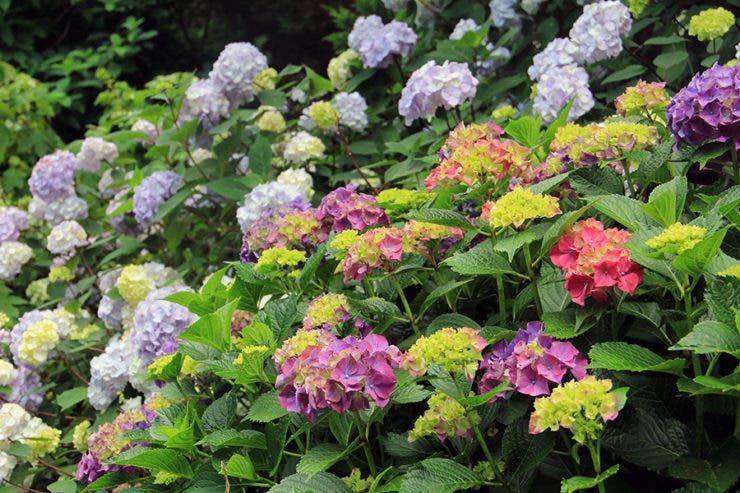 Demystifying Hydrangeas with Reed Pugh