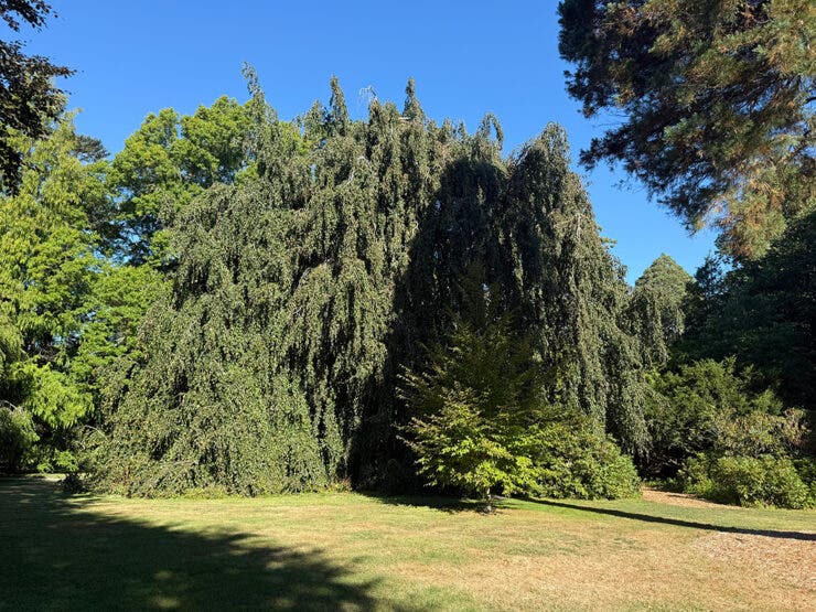Maintaining Bristol's Urban Forests