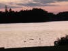 Ducks take a sunset paddle